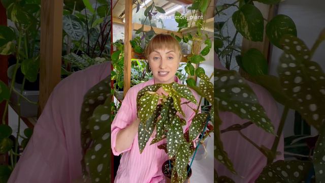 Бегония Макулата - яркое и необычное комнатное растение