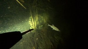 подводная охота на утку)) маныч, веселовское водохранилище