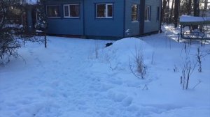 Ягдтерьер дрессировка Это возможно?