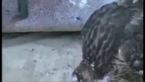 Охота с ястребом-тетеревятником