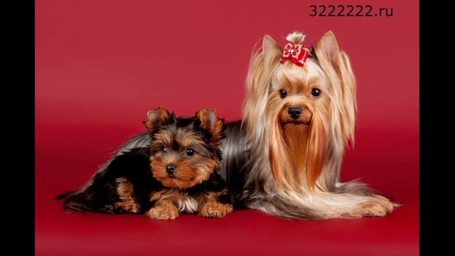 Какие породы собак меньше болеют смотреть онлайн