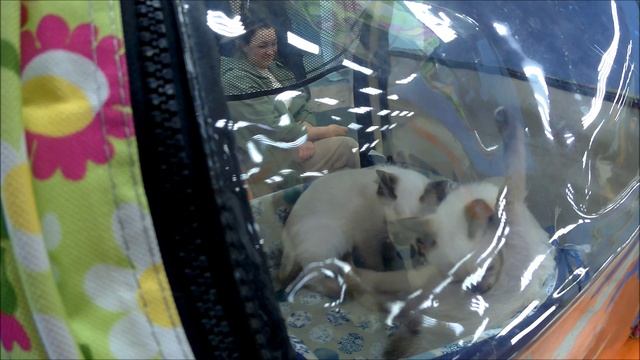 КОШКИ