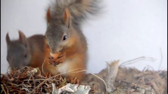 Мои бельчата смотреть онлайн