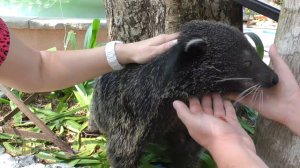 Забавный медвекот (кот+медведь), он же бинтуронг