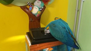 Попугай ара себя развлекает