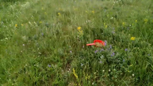 Амина поехала на природу собирать полевые ягоды
