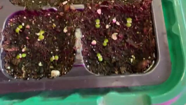 Глоксиния из семян. Всходы. Сеем в домашних условиях. смотреть онлайн