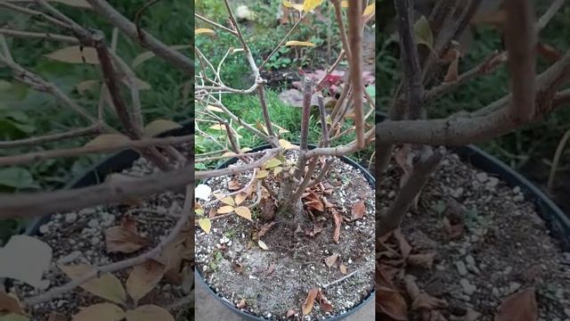 Когда и как обрезать метельчатую гортензию,осенью или весной? смотреть онлайн