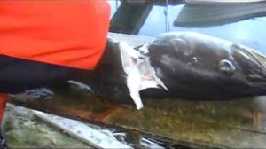 Мастер-класс по разделке трофейной трески