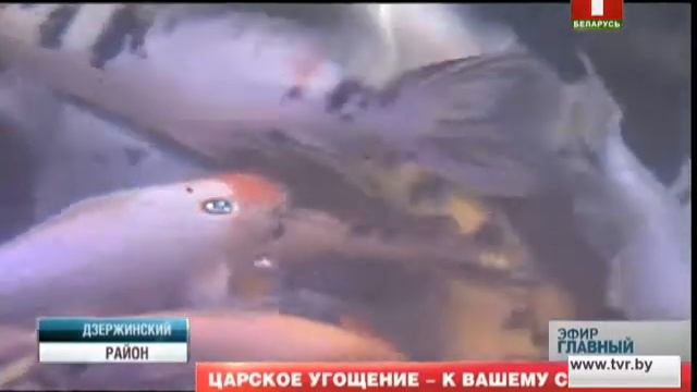 Фермерское хозяйство "Василек" / база для прохождения практики кафедры ихтиологии и рыбоводства смотреть онлайн