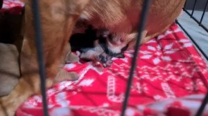 Собака такса и её новорождённые щенки кушают/Каша на рыбе и мясе зашла на ура