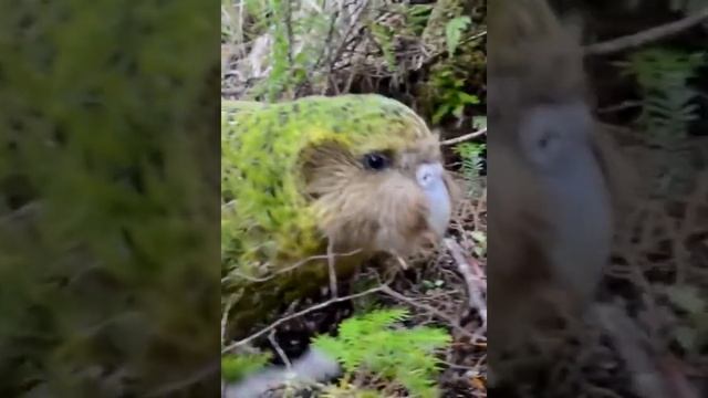 Cute Parrot - Kakapo. #Shorts