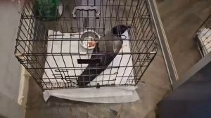 Месяц ворона бегает со сломанным крылом по дворам! Надо спасать!