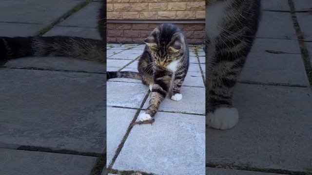 Кот и ящерица - кто на кого охотится? смотреть онлайн