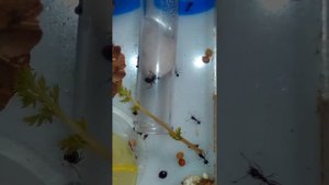 Формикарий. Морковная ботва как источник витаминов для муравьев