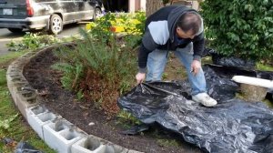 Переделываем старую клумбу / ЧАСТЬ 3 / Высаживаем цветы в клумбу и стелим барку