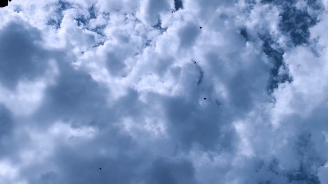 Когда лучше разганивать молодых голубей. Гоняем молодежь!
