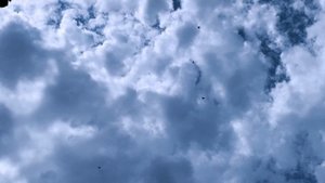 Когда лучше разганивать молодых голубей. Гоняем молодежь!