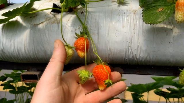 Клубничные друзья. Малообъемка. Оля из Каневской. Нужна ваша помощь! смотреть онлайн