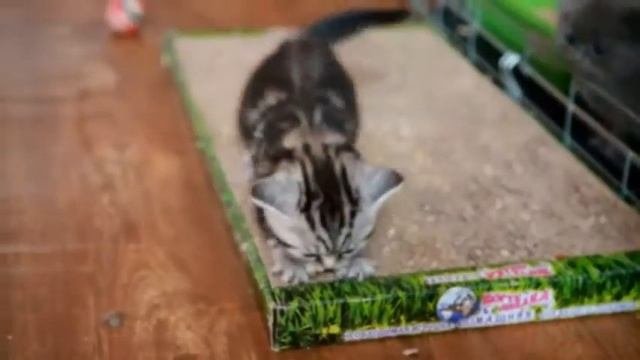 Шотландские котята!