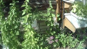ЛИМОННИК  Красиво и полезно