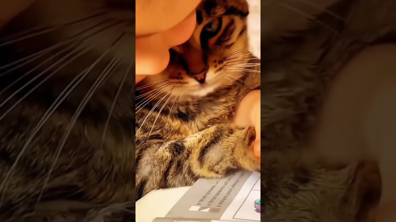 Собаки или коты? Кто активнее и смешнее? смотреть онлайн