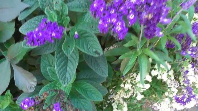 8 красивых балконных цветников смотреть онлайн