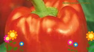 Перец сладкий Едино F1. Краткий обзор, описание характеристик, где купить семена cápsicum ánnuum