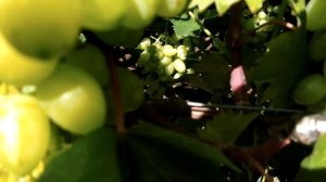 Белая Надежда виноград селекции Щенникова Олега на 23.07.22. Теплова Татьяна +380956118435