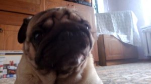 Мопс "Фрэнк" хрюкает и фыркает на месте