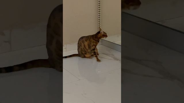 Неукротимый 😄🤪#бенгальскаякошка #бенгальскийкот #бенгал смотреть онлайн