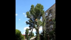 Удаление старых тополей во дворе