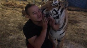 содержание тигров в цирке. взгляд изнутри вольера