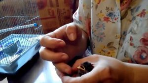 Как выкормить маленького воробьишку?