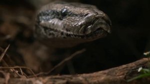 Высиживают ли змеи яйца? Рубрика - Причуды природы