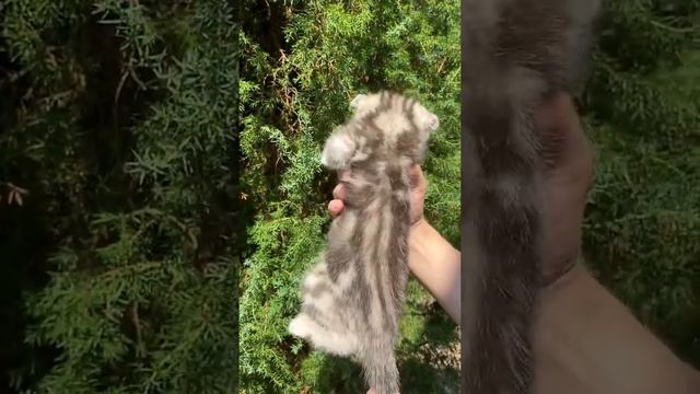 Шотландские вислоухие котята