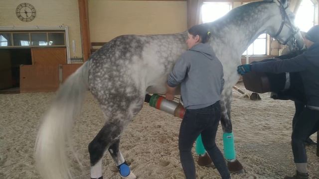 Осеменение кобылы. Лучшие специалисты России : Ирина Шмелева, Ольга Румянцева, Роман Малышев 2 смотреть онлайн