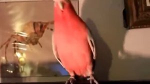 ПОПУГАЙ ТАНЦУЕТ ПОД МУЗЫКУ.  ПРИКОЛ