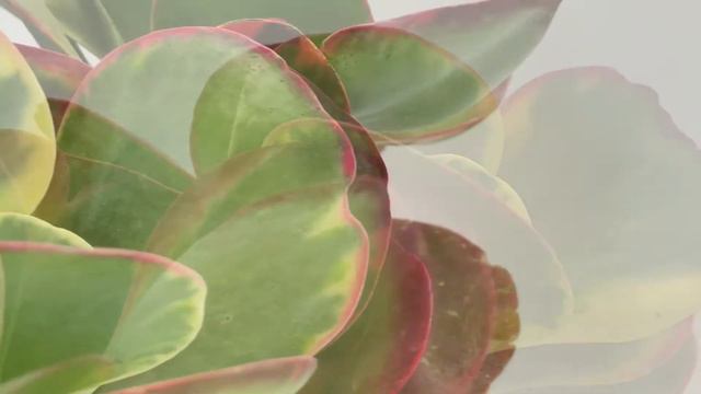 Kalanchoe luciae cv. Fantastic смотреть онлайн