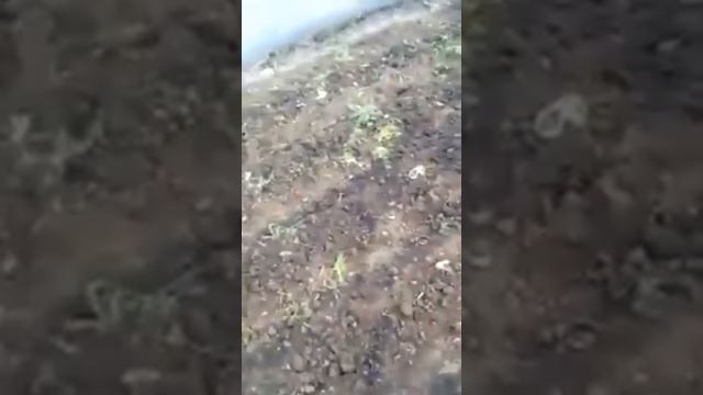 картопля Рівєра в теплиці смотреть онлайн