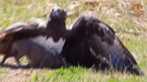 Орёл напал на оленя волка и медведя.