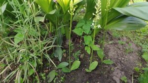 Любка двулистная, Platanthera bifolia.