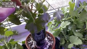 Герань, пеларгония — уход в домашних условиях. Растим невероятные корни. Часть 2 | Январь 2020