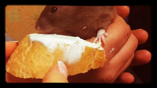 Крыса ест хлеб со сметаной смотреть онлайн