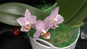 Орхидейная "Дюймовочка" - Phalaenopsis Tying Shin Jaguar