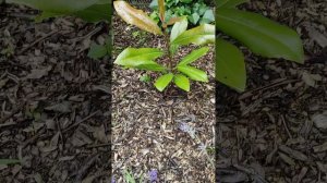 Магнолия крупноцветковая из семян и другие растения.