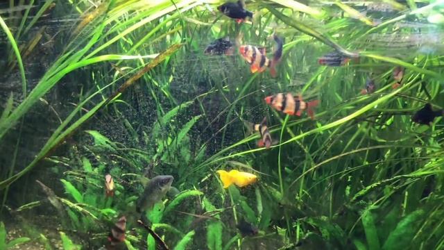 Домашнее задание для новичка. смотреть онлайн