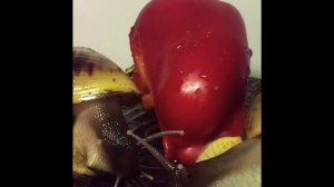 Ахатина-Ретикулята/Улитка Ахатина