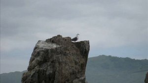 Морской заповедник Приморского Края