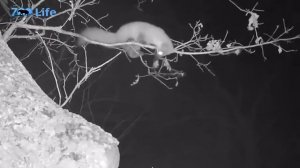 Куница - самый обаятелный ночной охотник. Интересные факты